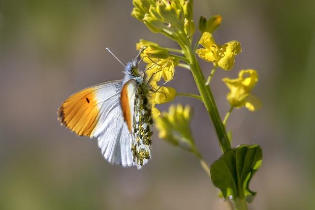 Tip nebo Typ: Jak Rozlišit a Správně Psát