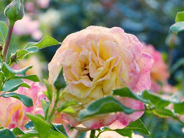 Efektivní strategie pro sledování výkonnosti affiliate marketingu