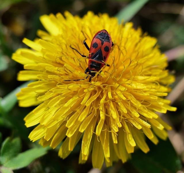 Nejčastější‍ chyby v⁢ české gramatice