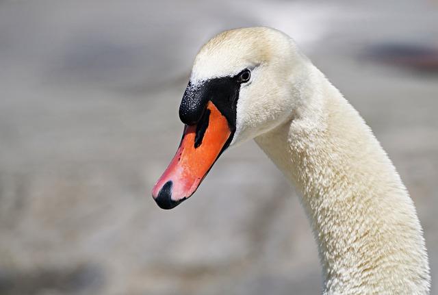 Správa objednávek, skladových zásob a doručování zboží